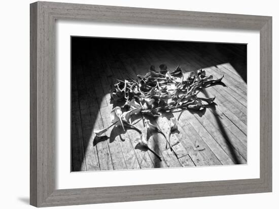 Calla Lillies on Wood Floor B/W-null-Framed Photo