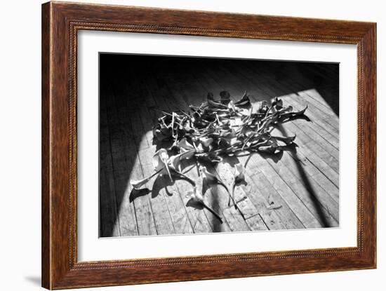 Calla Lillies on Wood Floor B/W-null-Framed Photo