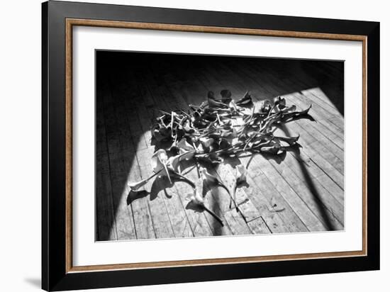 Calla Lillies on Wood Floor B/W-null-Framed Photo