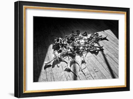 Calla Lillies on Wood Floor B/W-null-Framed Photo