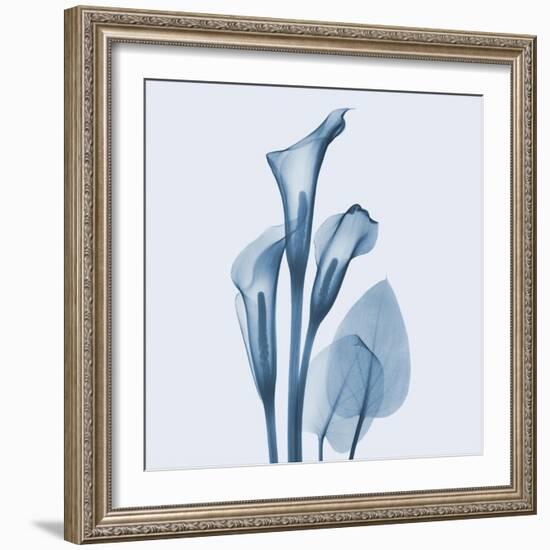 Calla Lilly Blue-Albert Koetsier-Framed Art Print