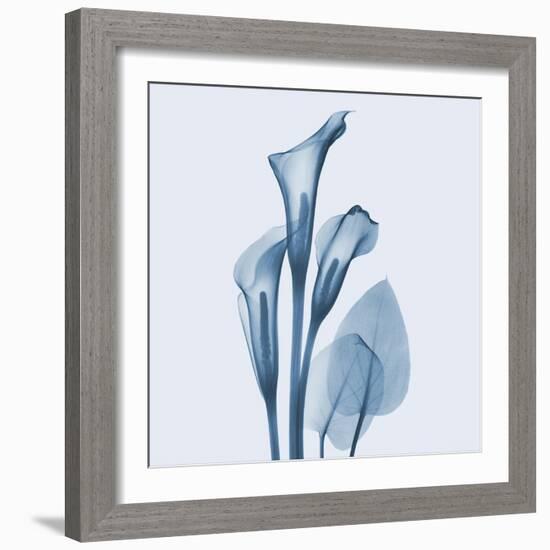 Calla Lilly Blue-Albert Koetsier-Framed Art Print