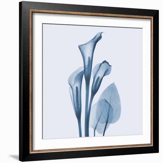 Calla Lilly Blue-Albert Koetsier-Framed Art Print