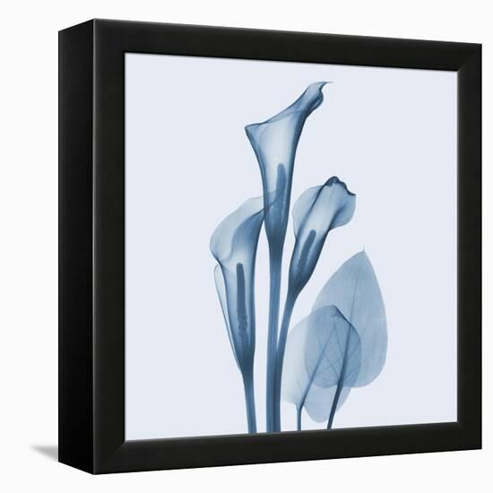 Calla Lilly Blue-Albert Koetsier-Framed Stretched Canvas