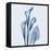 Calla Lilly Blue-Albert Koetsier-Framed Stretched Canvas