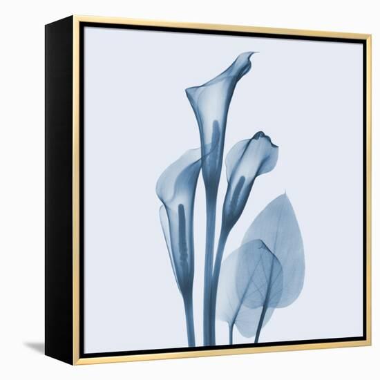 Calla Lilly Blue-Albert Koetsier-Framed Stretched Canvas