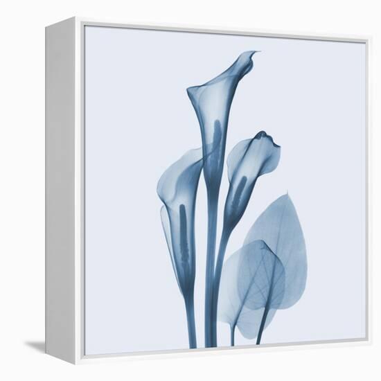 Calla Lilly Blue-Albert Koetsier-Framed Stretched Canvas