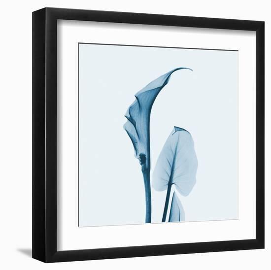 Calla Lilly in Blue-Albert Koetsier-Framed Art Print