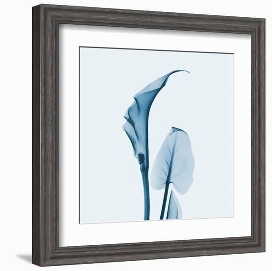 Calla Lilly in Blue-Albert Koetsier-Framed Art Print