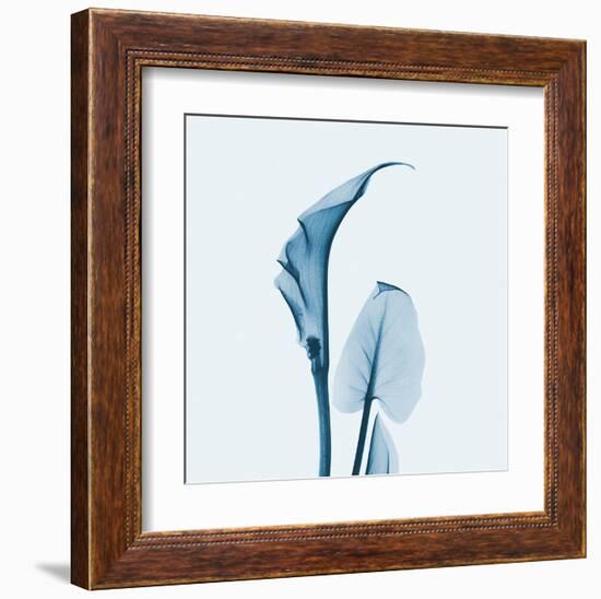 Calla Lilly in Blue-Albert Koetsier-Framed Art Print