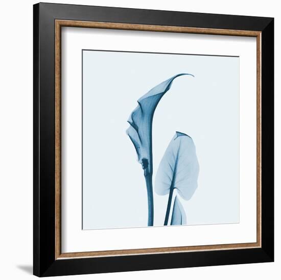 Calla Lilly in Blue-Albert Koetsier-Framed Art Print