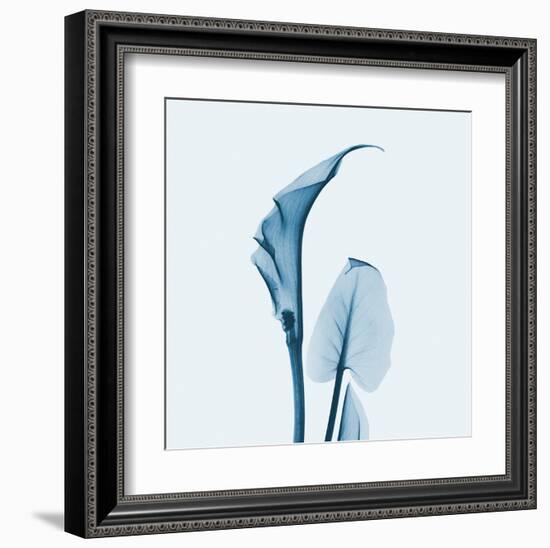 Calla Lilly in Blue-Albert Koetsier-Framed Art Print