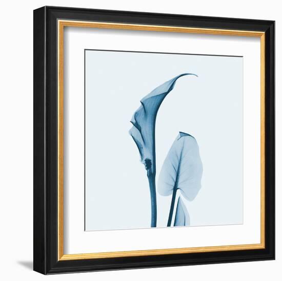 Calla Lilly in Blue-Albert Koetsier-Framed Art Print