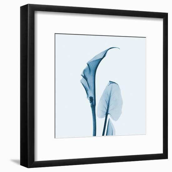 Calla Lilly in Blue-Albert Koetsier-Framed Art Print