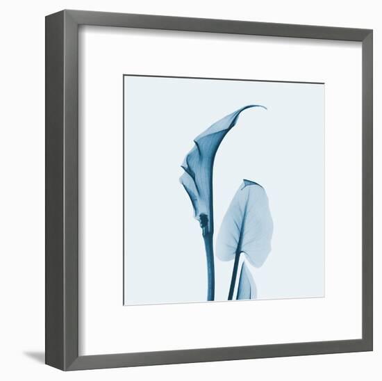 Calla Lilly in Blue-Albert Koetsier-Framed Art Print