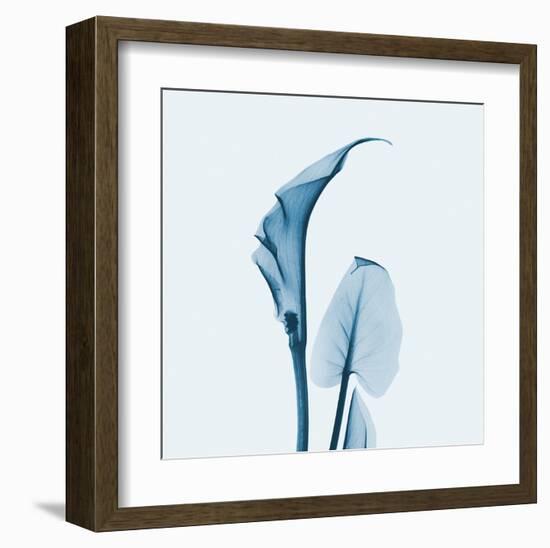 Calla Lilly in Blue-Albert Koetsier-Framed Art Print