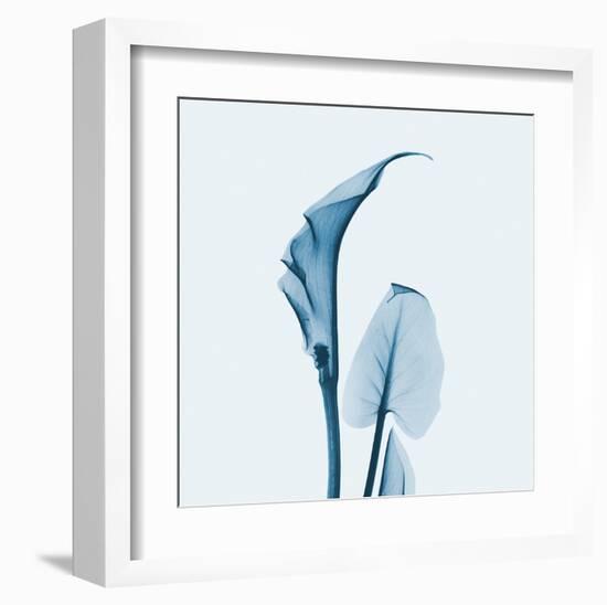 Calla Lilly in Blue-Albert Koetsier-Framed Art Print