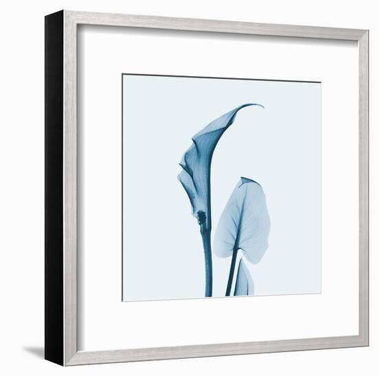 Calla Lilly in Blue-Albert Koetsier-Framed Art Print