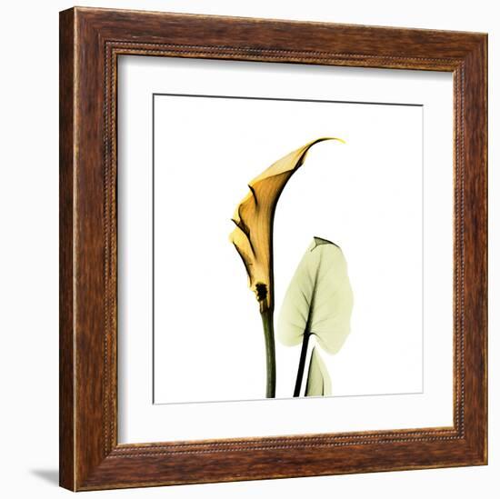 Calla Lilly in Gold-Albert Koetsier-Framed Art Print