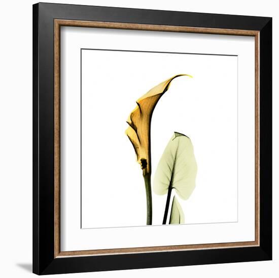 Calla Lilly in Gold-Albert Koetsier-Framed Art Print