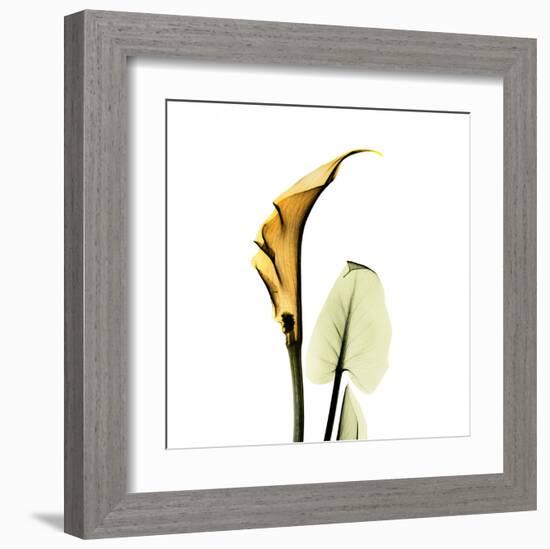 Calla Lilly in Gold-Albert Koetsier-Framed Art Print