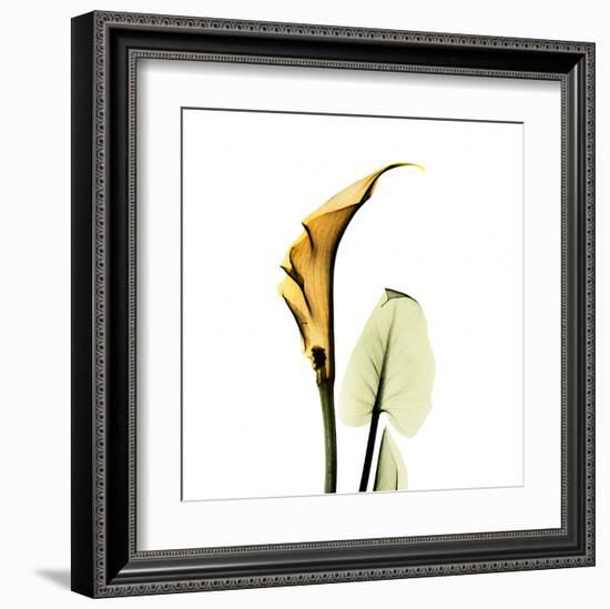 Calla Lilly in Gold-Albert Koetsier-Framed Art Print