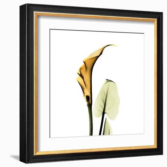 Calla Lilly in Gold-Albert Koetsier-Framed Art Print