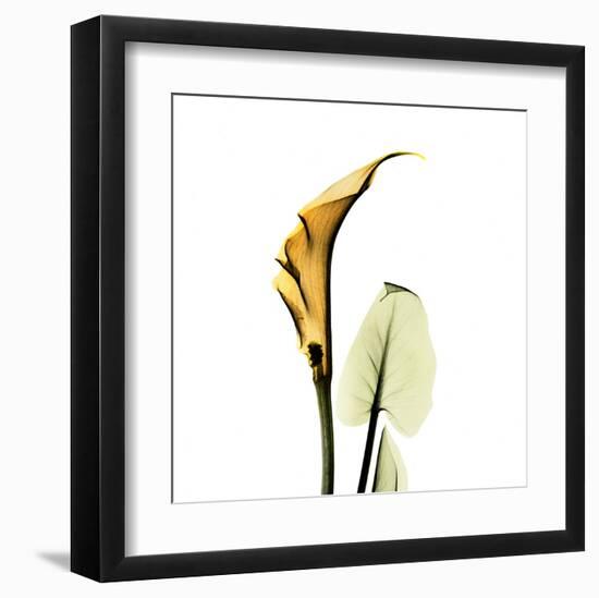 Calla Lilly in Gold-Albert Koetsier-Framed Art Print