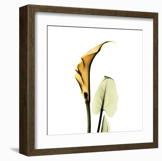 Calla Lilly in Gold-Albert Koetsier-Framed Art Print