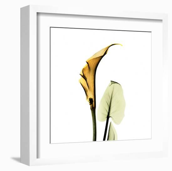 Calla Lilly in Gold-Albert Koetsier-Framed Art Print