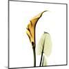 Calla Lilly in Gold-Albert Koetsier-Mounted Art Print