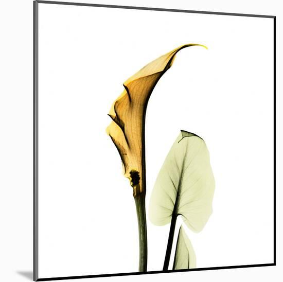 Calla Lilly in Gold-Albert Koetsier-Mounted Art Print