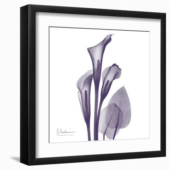 Calla Lilly Purple-Albert Koetsier-Framed Art Print