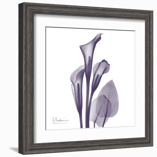 Calla Lilly Purple-Albert Koetsier-Framed Art Print