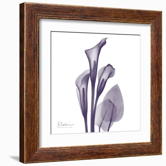 Calla Lilly Purple-Albert Koetsier-Framed Art Print