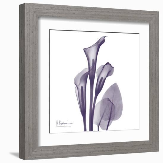 Calla Lilly Purple-Albert Koetsier-Framed Art Print