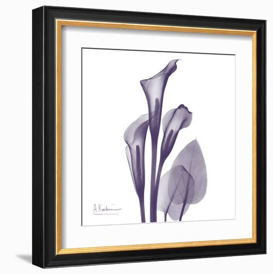 Calla Lilly Purple-Albert Koetsier-Framed Art Print