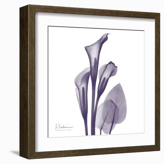 Calla Lilly Purple-Albert Koetsier-Framed Art Print