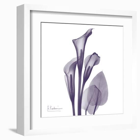 Calla Lilly Purple-Albert Koetsier-Framed Art Print