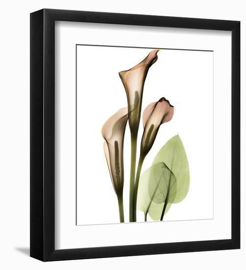 Calla Lilly-Albert Koetsier-Framed Art Print