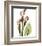 Calla Lilly-Albert Koetsier-Framed Art Print