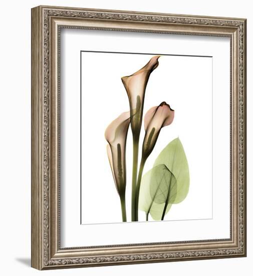 Calla Lilly-Albert Koetsier-Framed Art Print