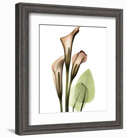 Calla Lilly-Albert Koetsier-Framed Art Print