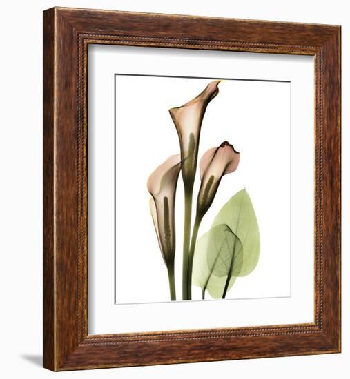 Calla Lilly-Albert Koetsier-Framed Art Print