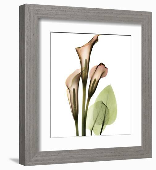 Calla Lilly-Albert Koetsier-Framed Art Print