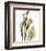 Calla Lilly-Albert Koetsier-Framed Art Print