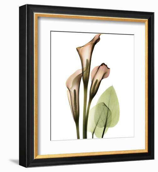 Calla Lilly-Albert Koetsier-Framed Art Print