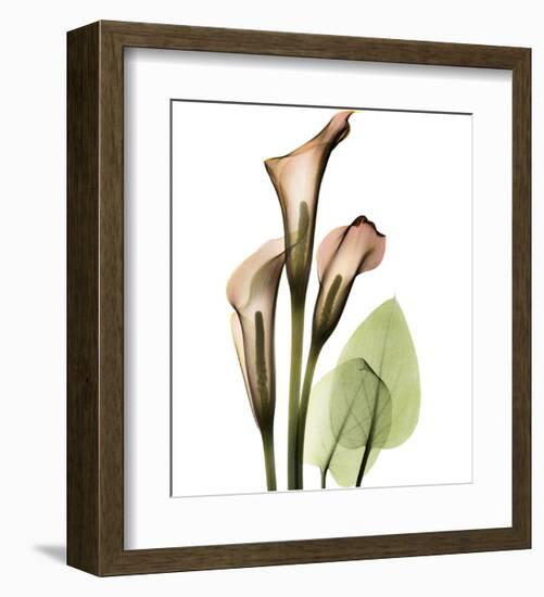 Calla Lilly-Albert Koetsier-Framed Art Print