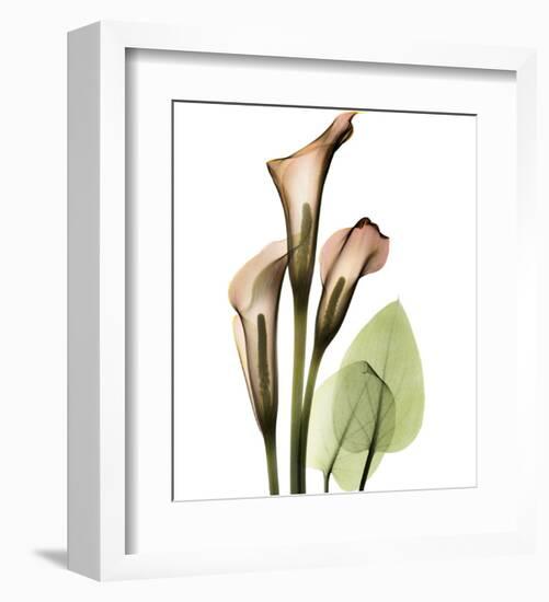 Calla Lilly-Albert Koetsier-Framed Art Print