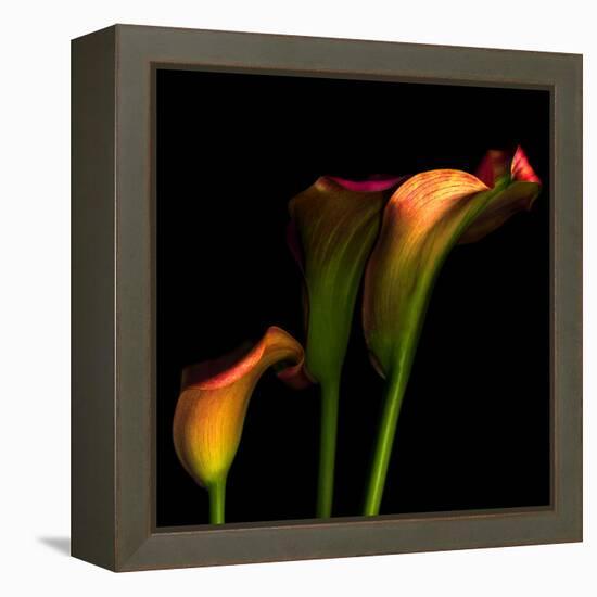 Calla Lily 2-Magda Indigo-Framed Premier Image Canvas